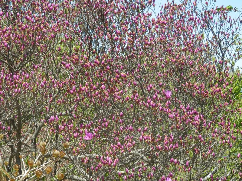 来週は見頃か、山頂付近のトウゴクミツバツツジ