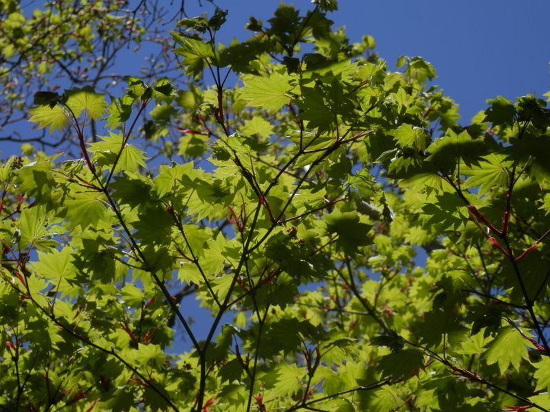 もうじき開花しそうなハウチワカエデ