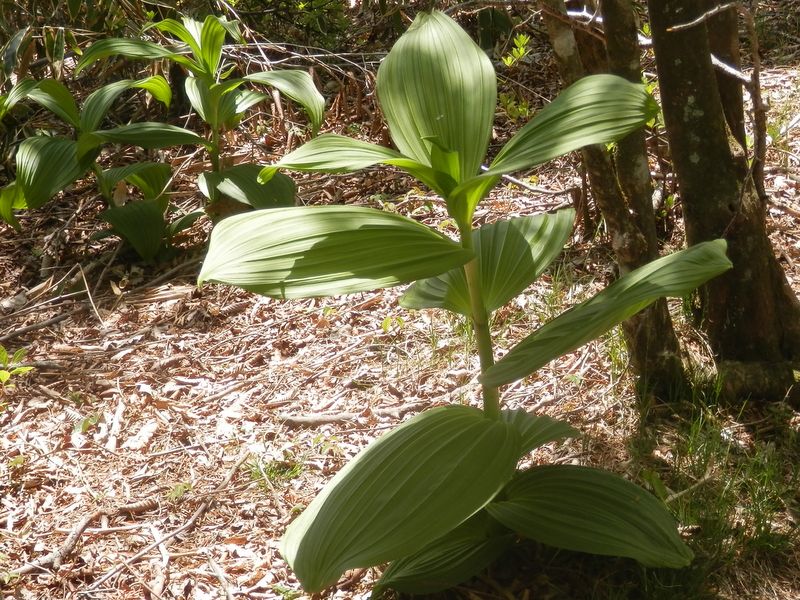 竜ヶ岳 -- バイケイソウ