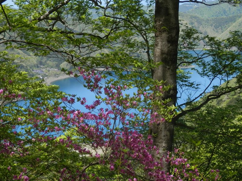 本栖湖畔を目指して下る