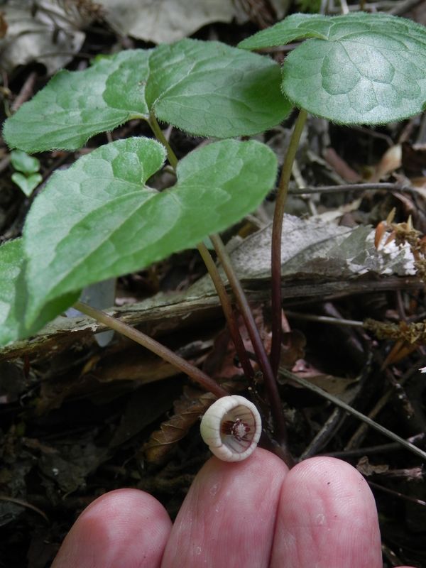 フタバアオイの花