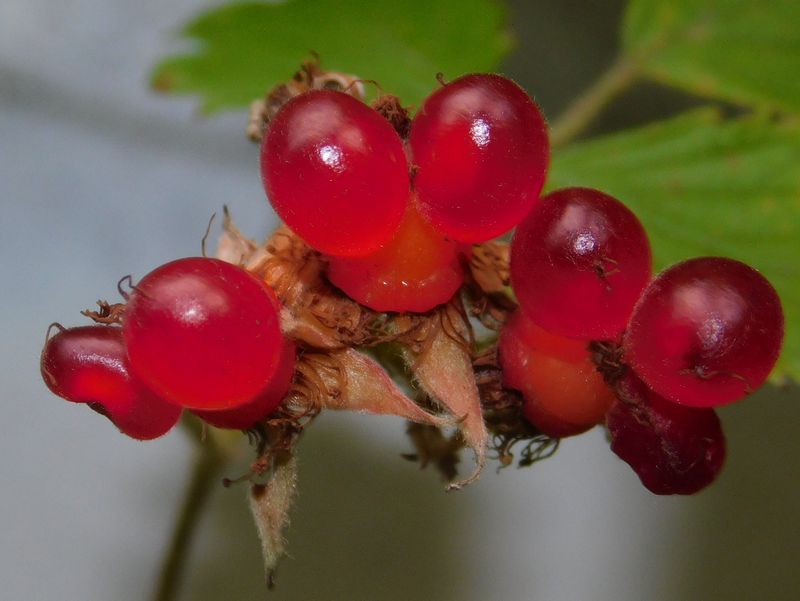 三保市民の森 (58)