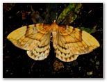 高尾山で蛾 (19)