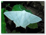 高尾山で蛾 (43)