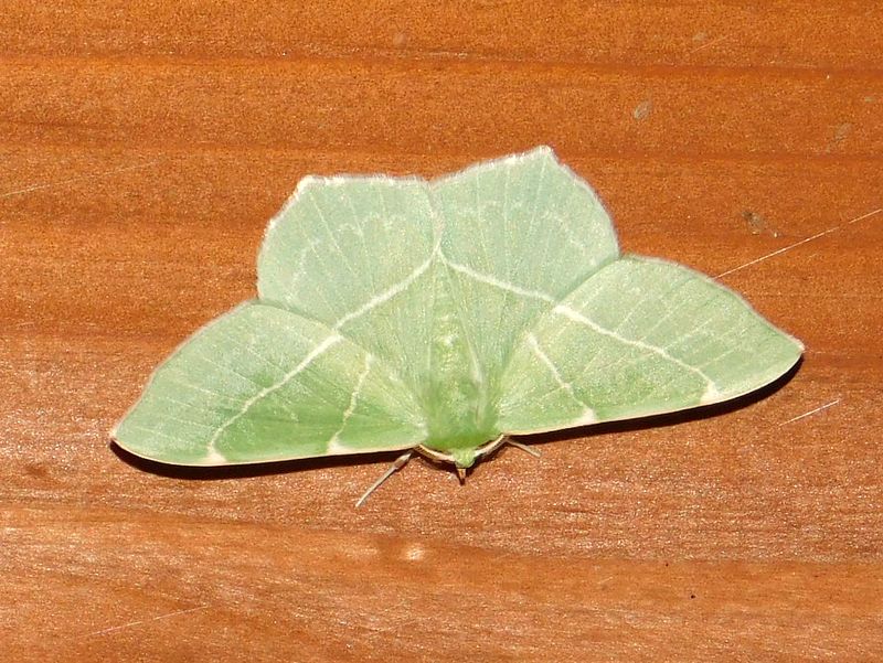 高尾山で蛾 (74)