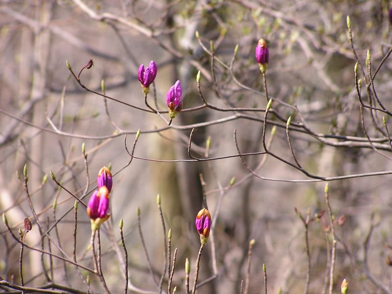 笹子雁ケ腹摺山 -- まもなく咲くミツバツツジ