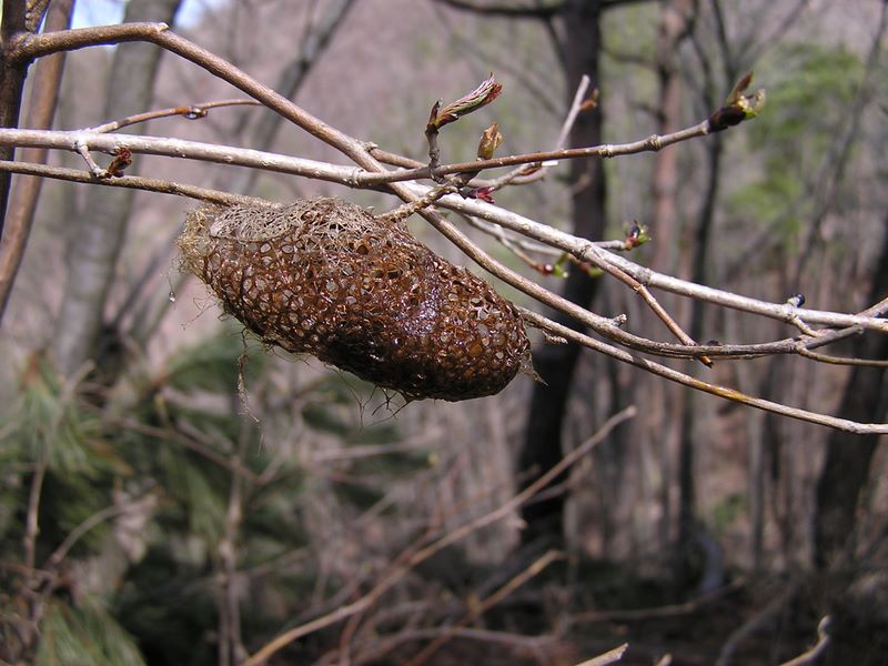笹子雁ケ腹摺山 -- カラになった繭