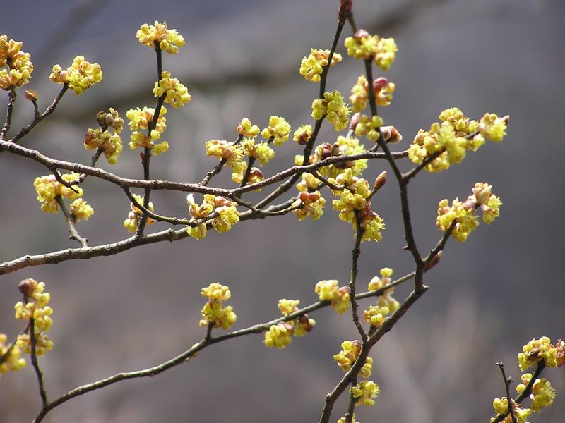 笹子雁ケ腹摺山 -- ロウバイに似た花