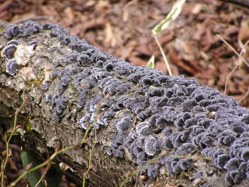 笹子雁ケ腹摺山 -- 倒木に生じたキノコ