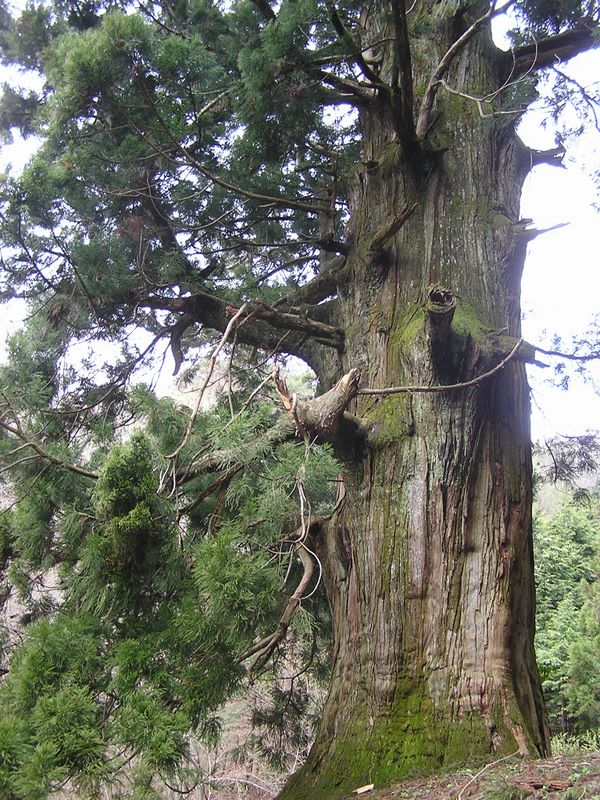 笹子雁ケ腹摺山 -- 矢立の杉