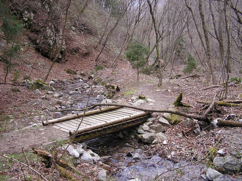 笹子雁ケ腹摺山 -- 矢立の杉