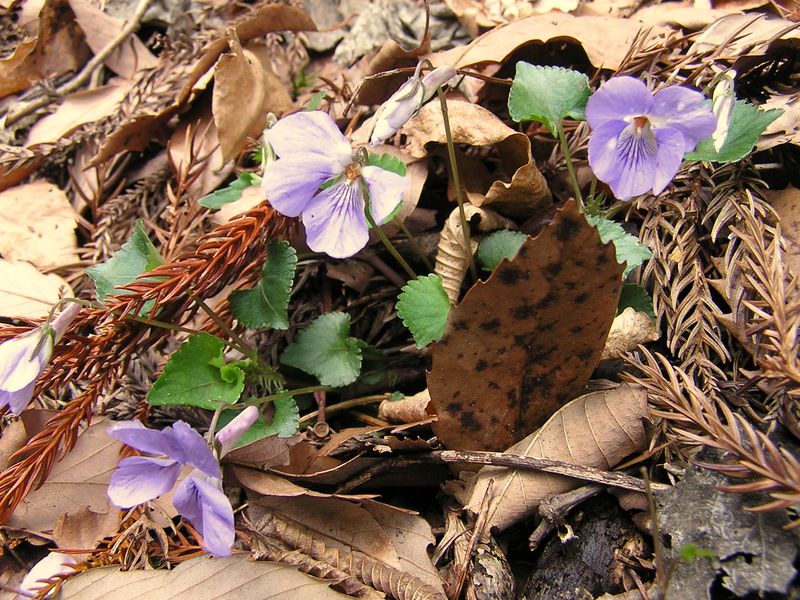笹子雁ケ腹摺山 -- このスミレ、実物はもっと紫色でした