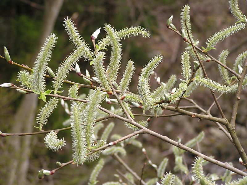 笹子雁ケ腹摺山 -- 動き出しそう