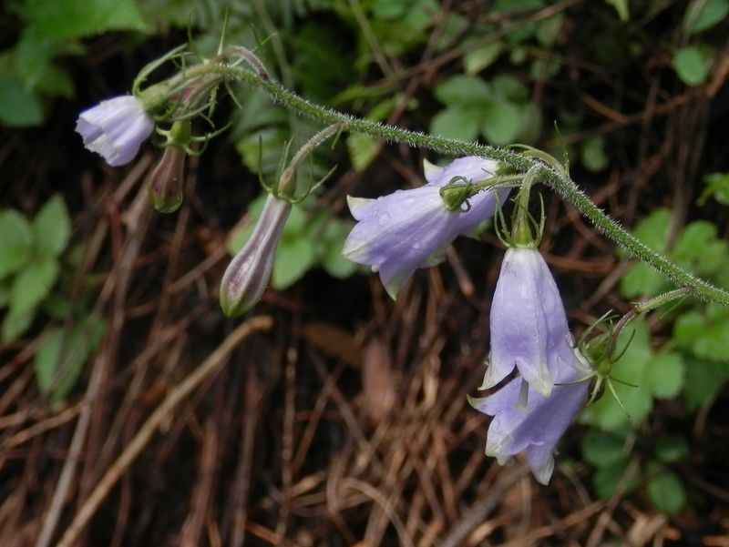 朝露のついたツリガネニンジン