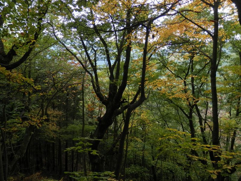 ミズナラ、コナラ、クリ、ホオノキなどの広葉樹林
