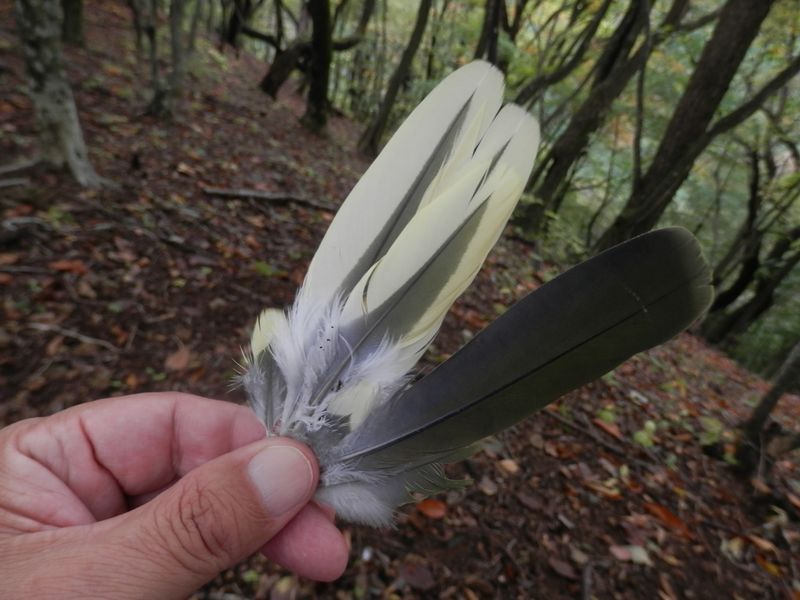 この羽根の主は、猛禽に襲われたか？