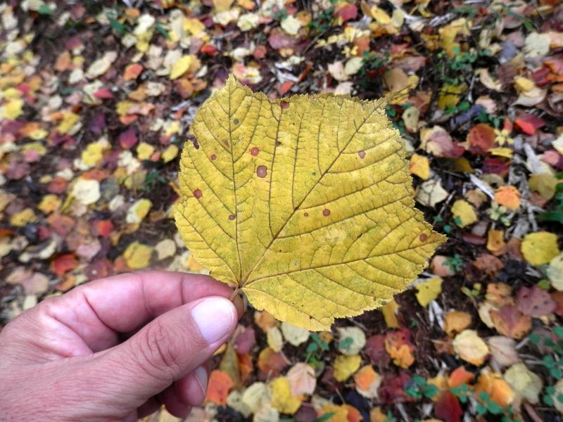 これはテツカエデかな