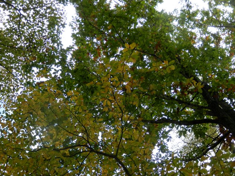 コナラやクリの緑葉もきれい