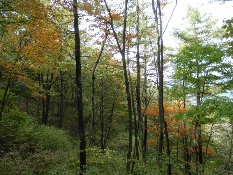 しっとりした林