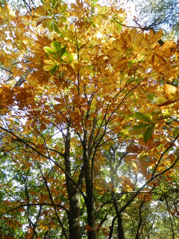 トチノキはこんな風