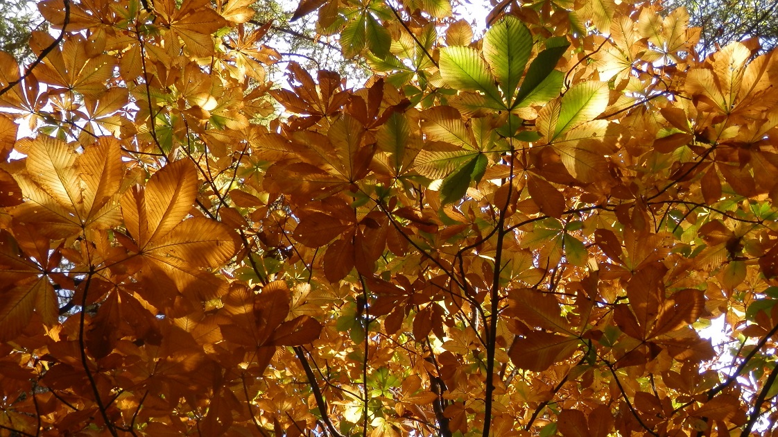 トチノキの黄葉