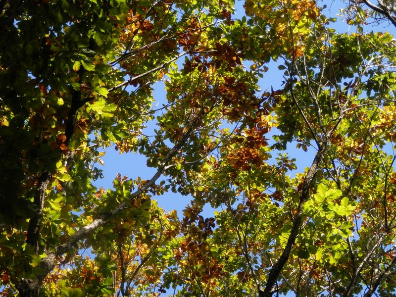 輝くミズナラの葉