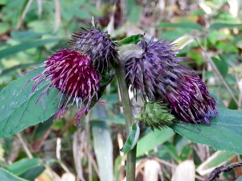 土俵岳山頂のオヤマボクチ