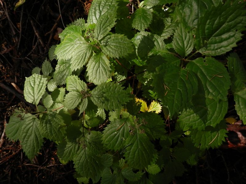 コアジサイかな？