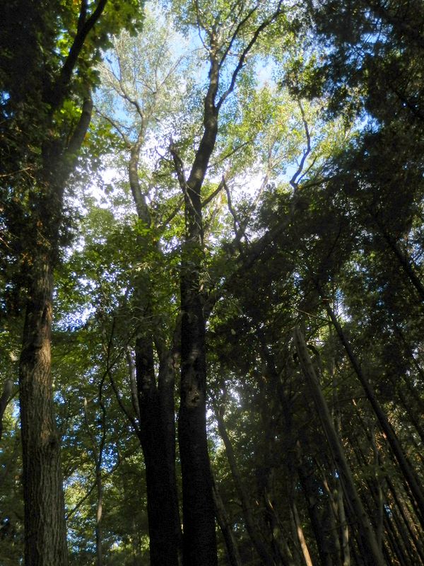 ひと際目立つ高木