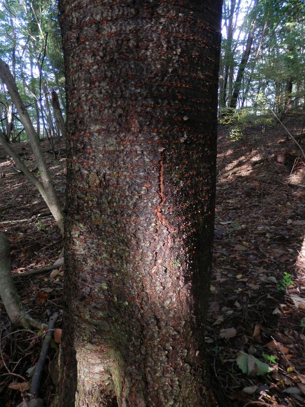 こんな幹と樹皮