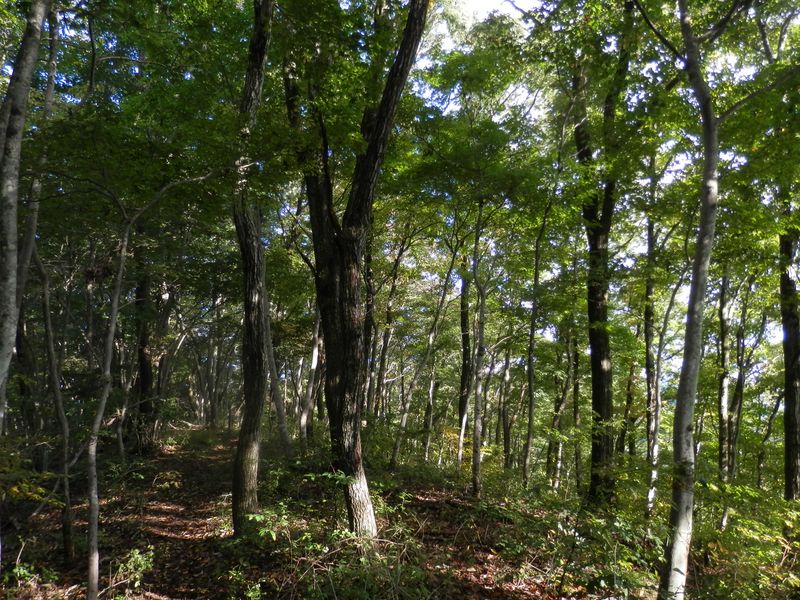 笹尾根西部 -- ここはモミジの群落