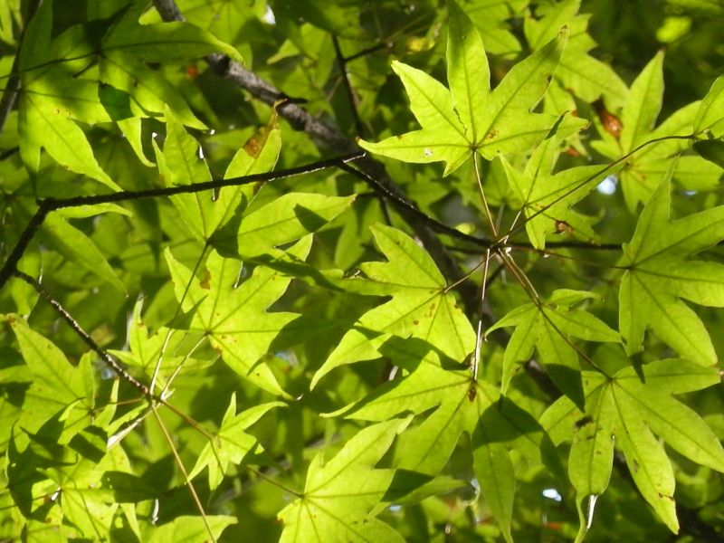 今はまだきれいな緑色のモミジ