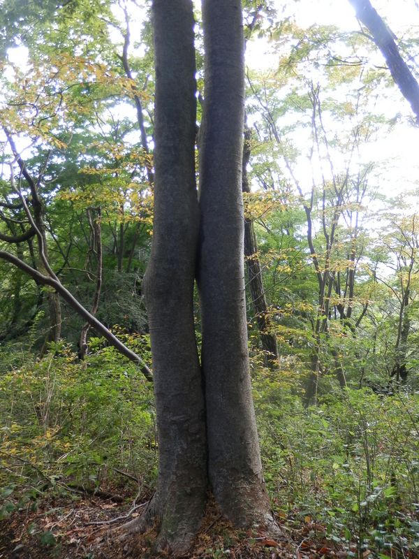 寄り添って立つ、双子のような木