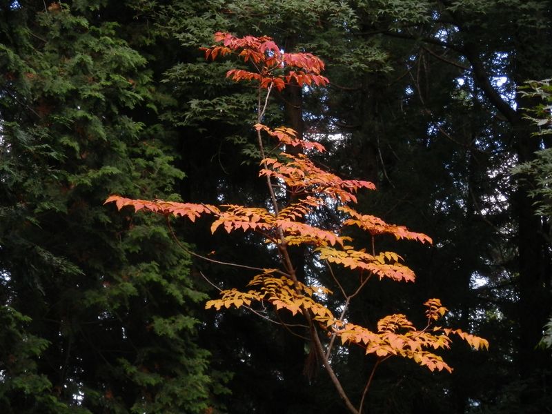 バレリーナみたい