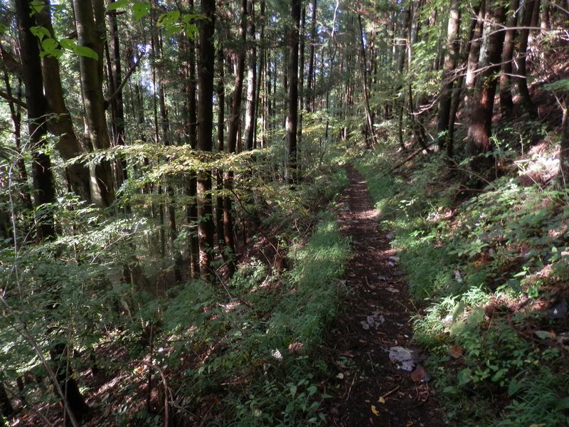 下りはじめは舗道のように整った道