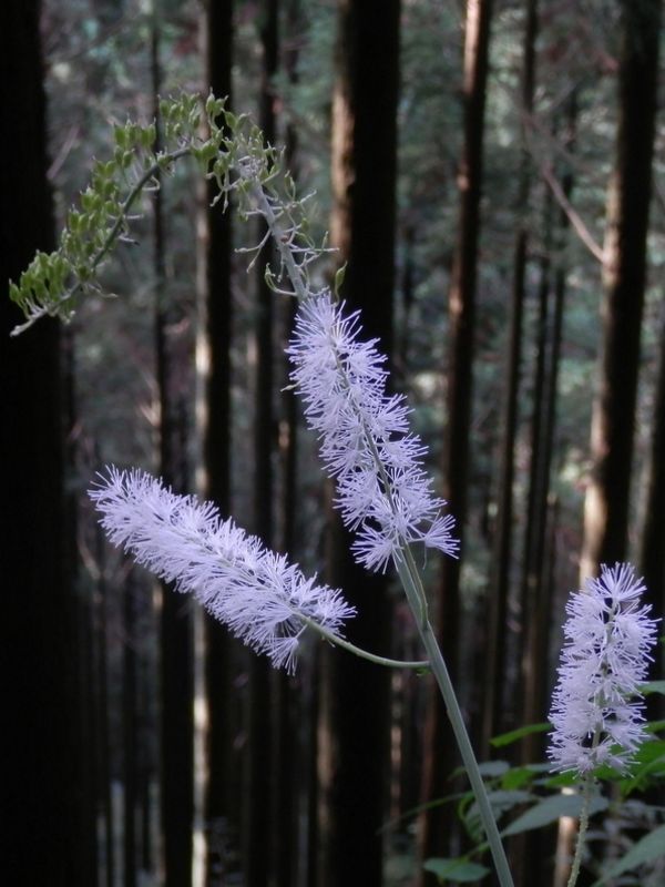 サラシナショウマですか？