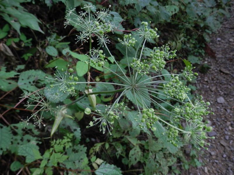 シシウドの仲間のようですが