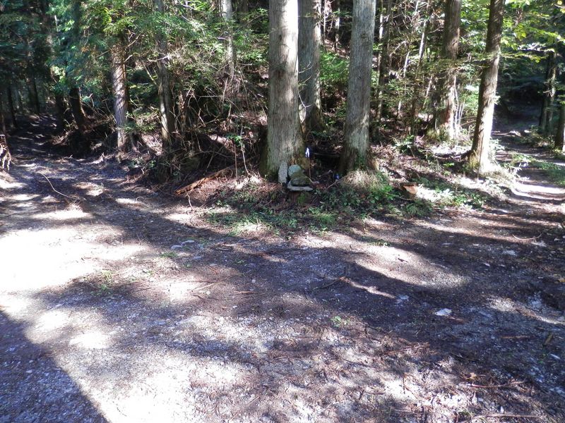 正面の杉の木に向かって右に進む