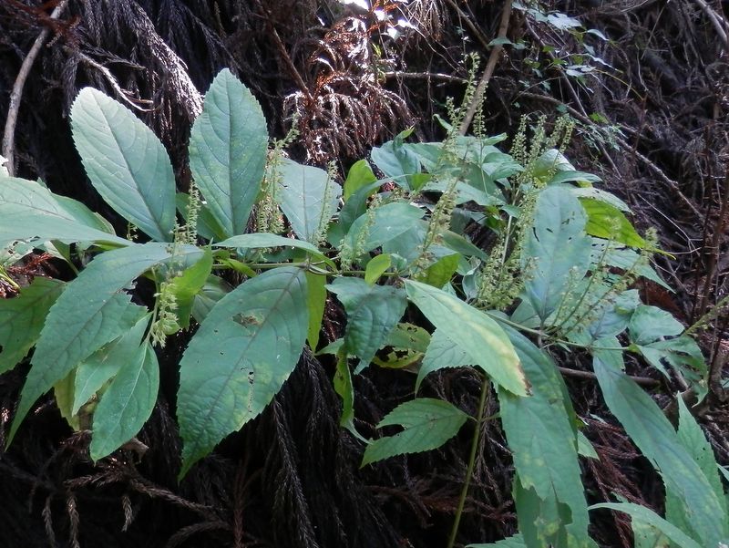 花の終わったシモバシラ