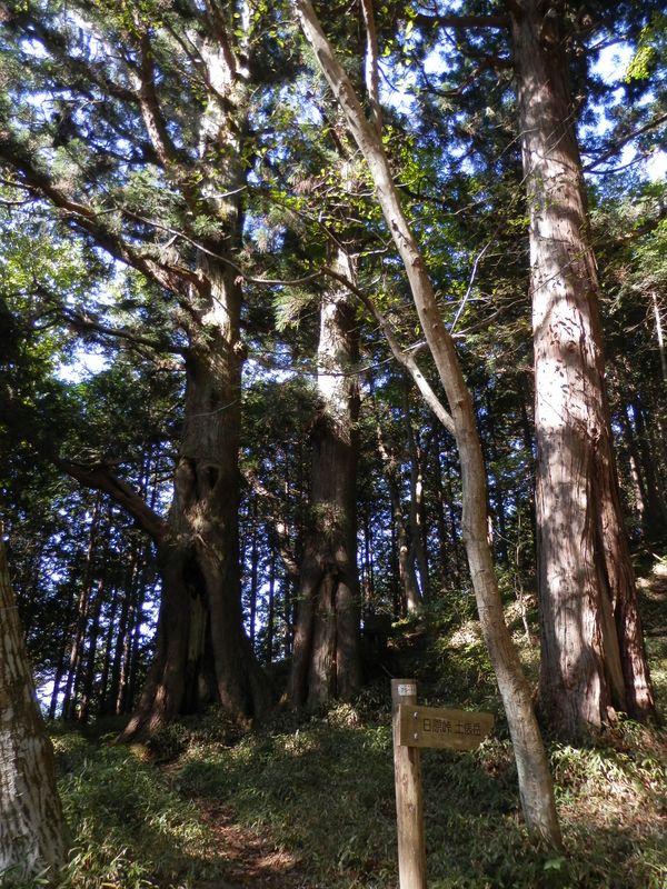 浅間峠のご神木