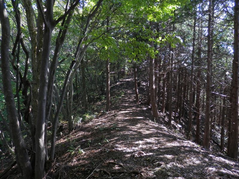 尾根の南側はヒノキ、左は自然林