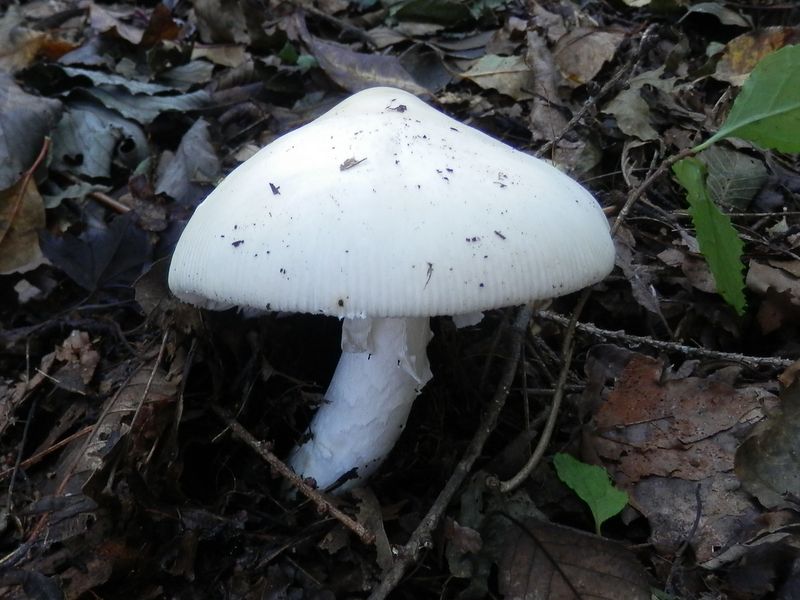 pa289073.jpg (large)