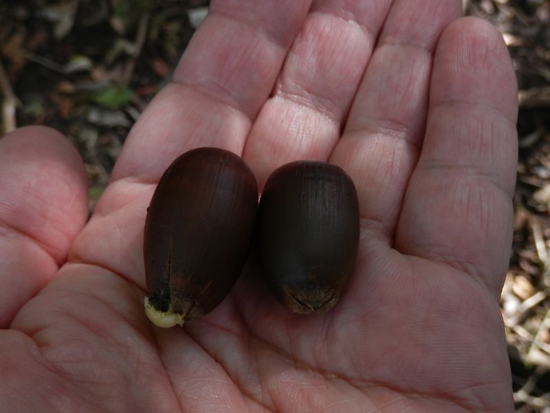 発芽したドングリ