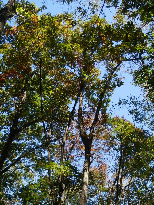 色づき始めた木々