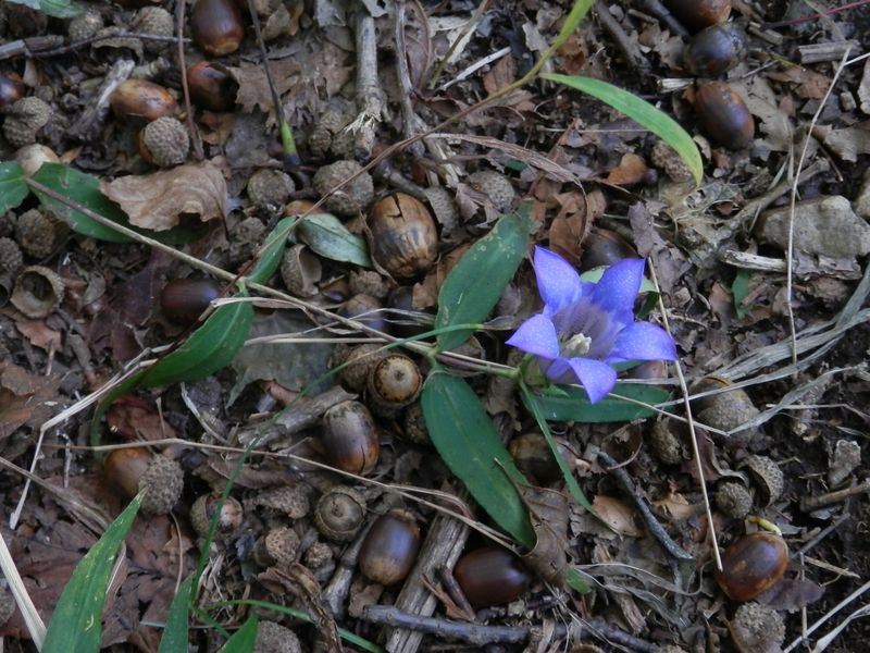 ツルリンドウとドングリ