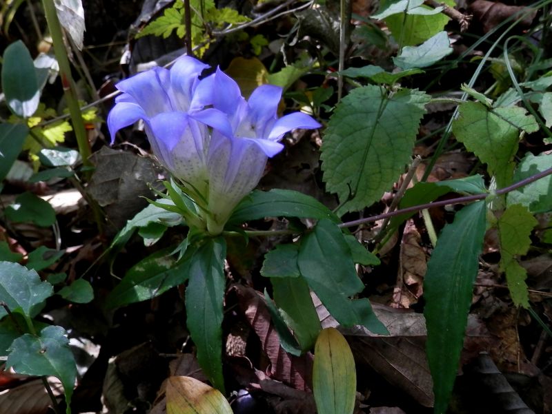 再びツルリンドウ