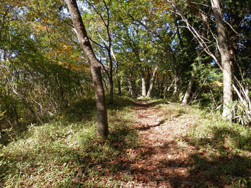 三国峠から三国山にかけてサクラ並木になっている