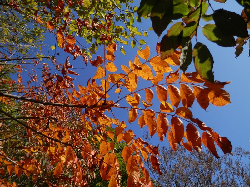 一部の木々が紅葉した生藤山