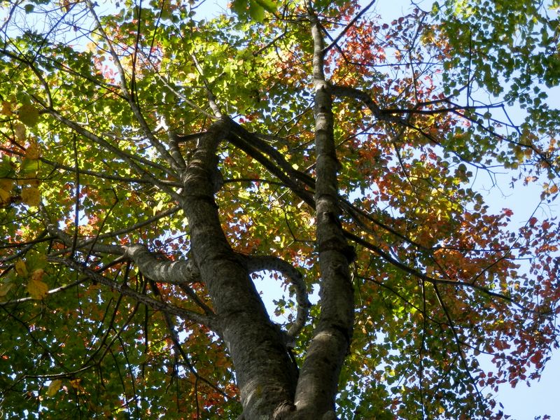 「ウリハダカエデ」