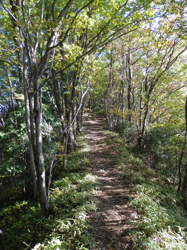 文字通りの笹尾根